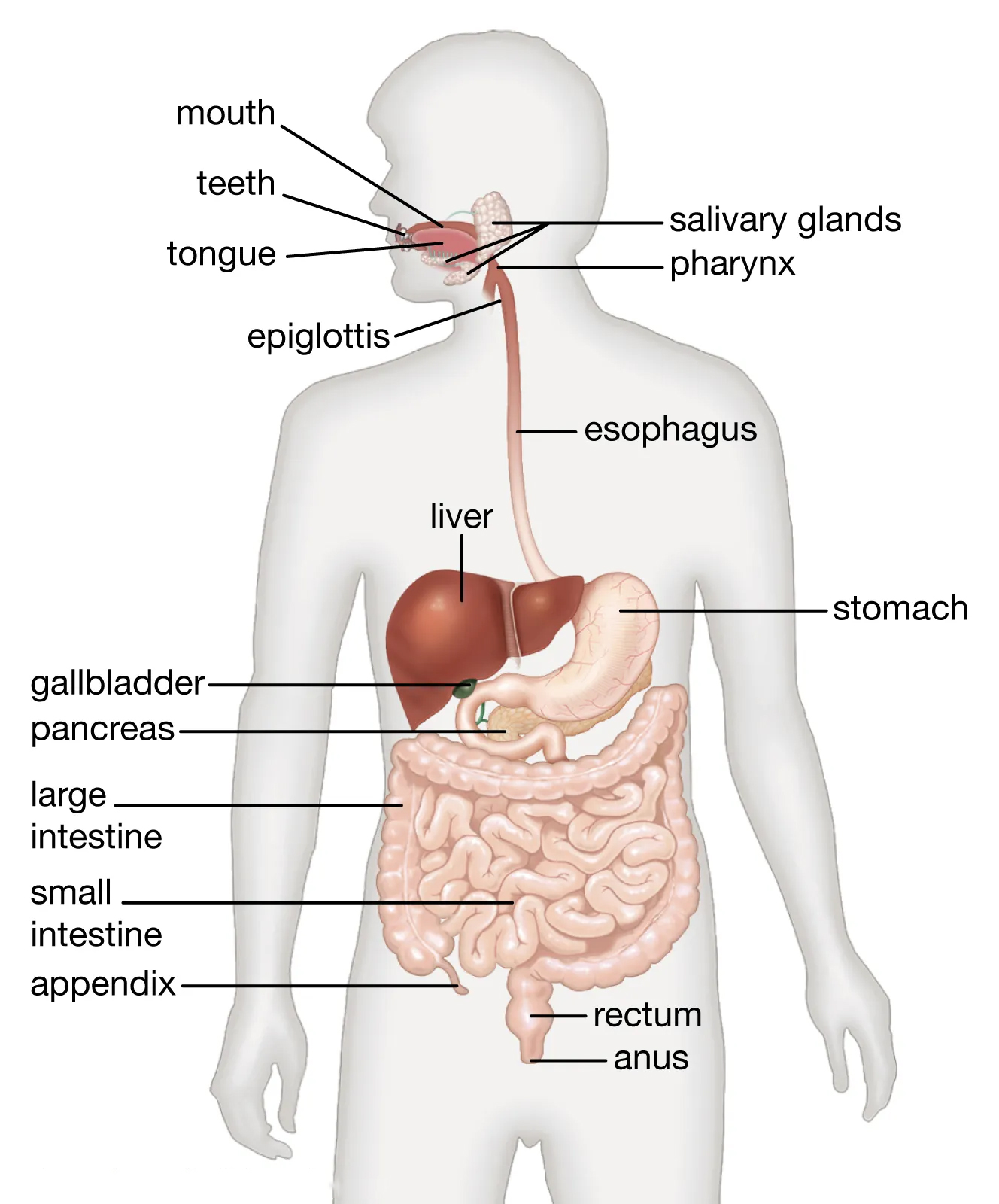 digestive-system